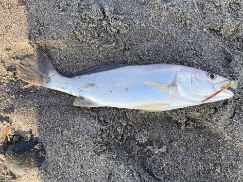 ニベの釣果