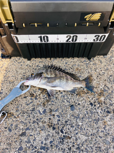 クロダイの釣果