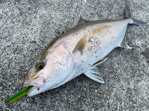 ショゴの釣果