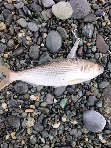 コノシロの釣果