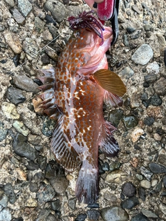 アコウの釣果