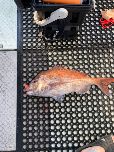 マダイの釣果