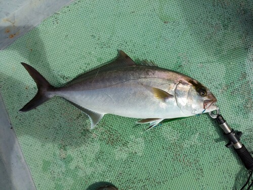 カンパチの釣果