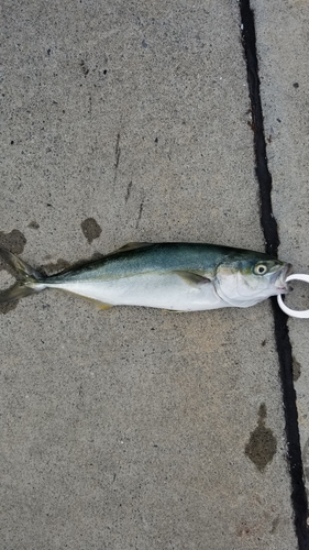 ワカシの釣果