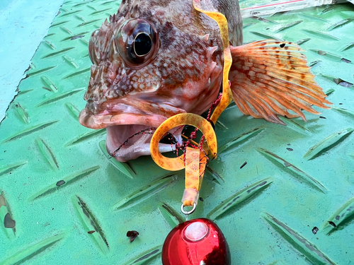 ガシラの釣果