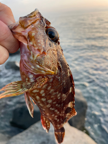 カサゴの釣果