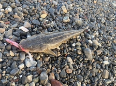 マゴチの釣果