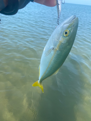 イナダの釣果