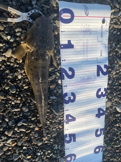 マゴチの釣果