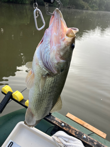 ブラックバスの釣果