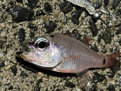 ネンブツダイの釣果