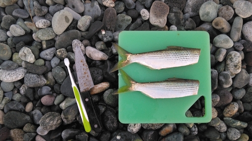 コノシロの釣果