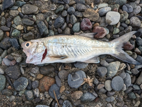 ツバメコノシロの釣果