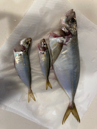 アジの釣果