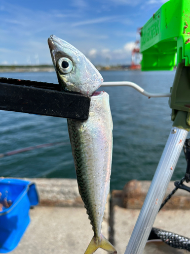 サバの釣果