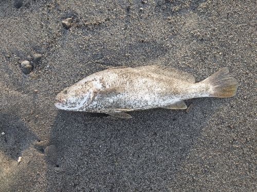 ニベの釣果