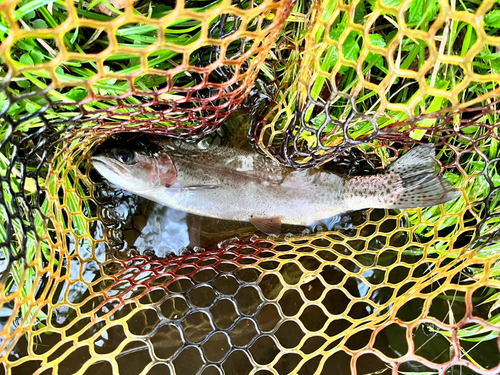 ニジマスの釣果