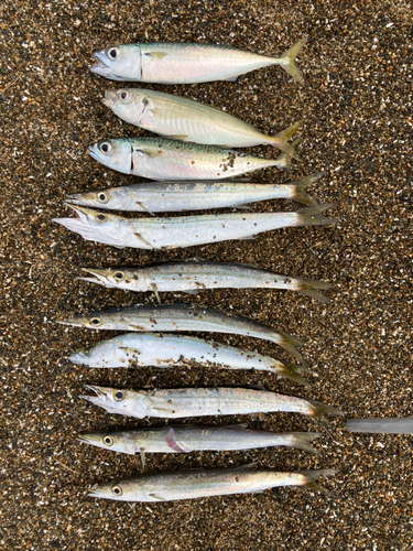 カマスの釣果