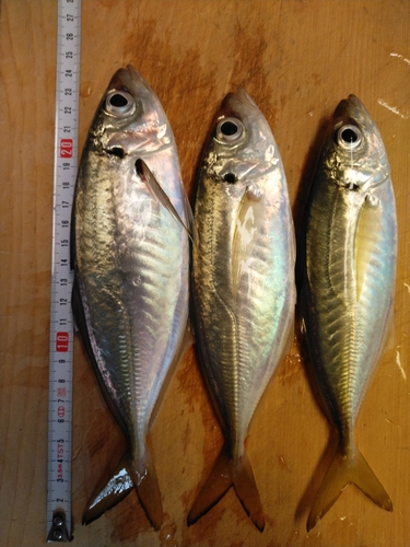 アジの釣果