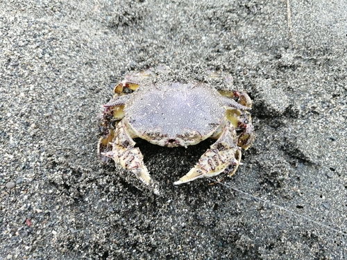 カニの釣果