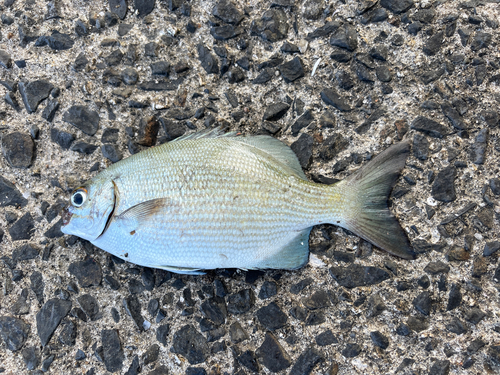 イスズミの釣果