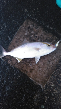 ショゴの釣果