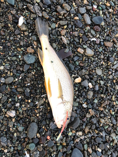 イシモチの釣果