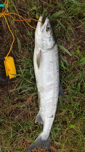 サケの釣果