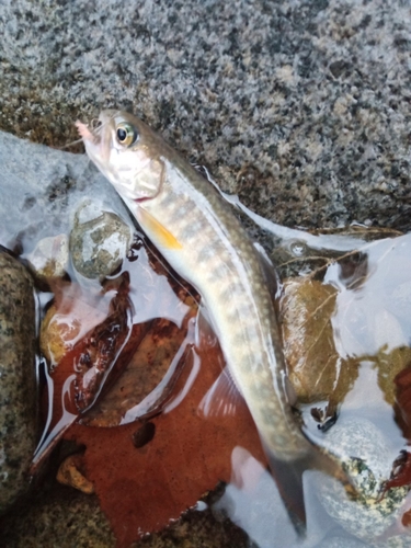 イワナの釣果