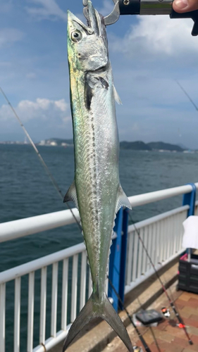 サゴシの釣果