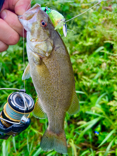 スモールマウスバスの釣果