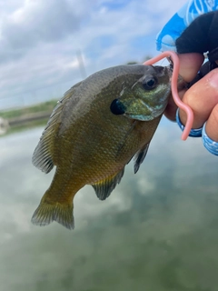 アメリカンキャットフィッシュの釣果