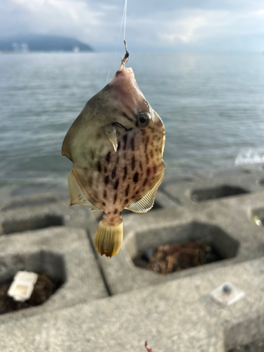 カワハギの釣果