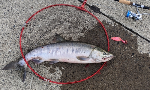 アキアジの釣果