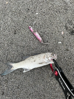 ツバメコノシロの釣果