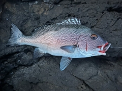 アジアコショウダイの釣果