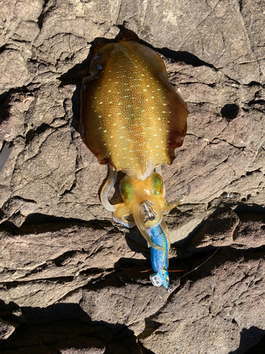 アオリイカの釣果