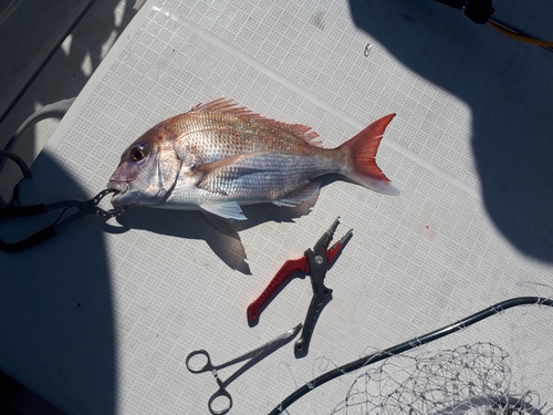 マダイの釣果