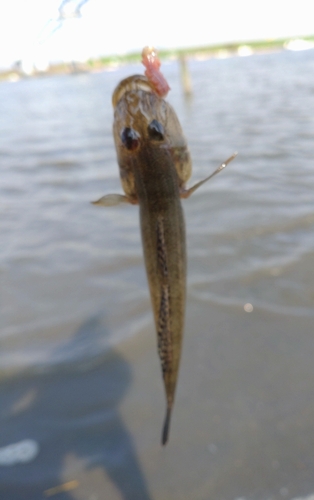 マハゼの釣果