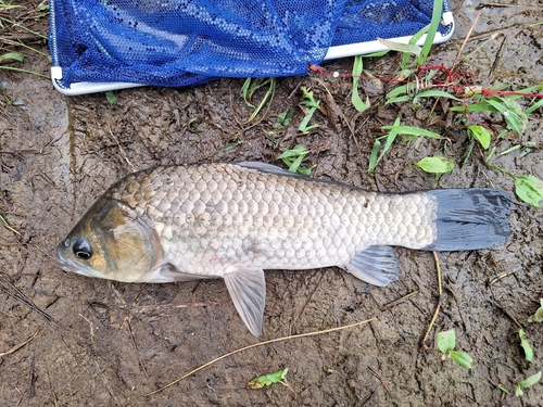 フナの釣果