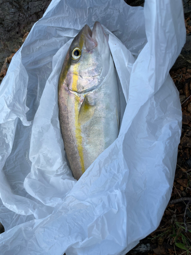 シオの釣果