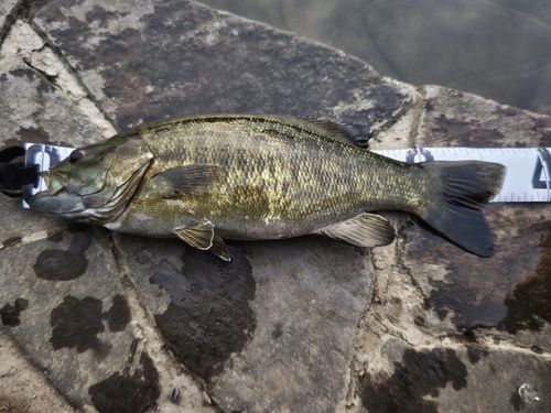スモールマウスバスの釣果