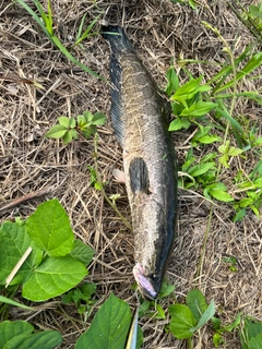 ライギョの釣果