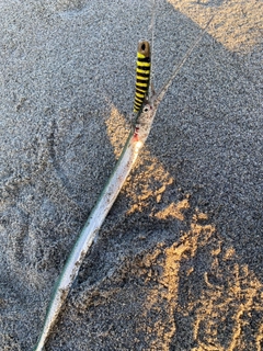 ダツの釣果