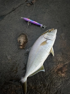 ショゴの釣果