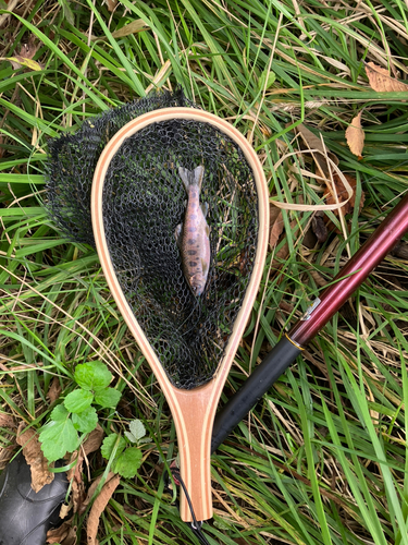 ヤマメの釣果