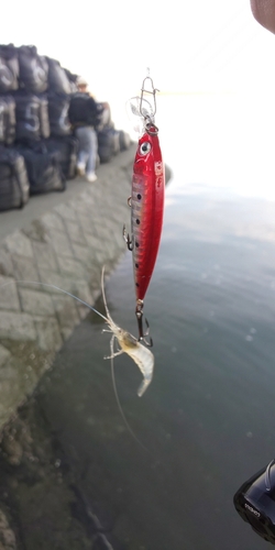 エビの釣果