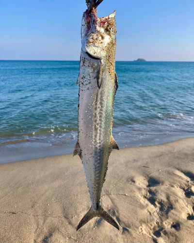 サゴシの釣果