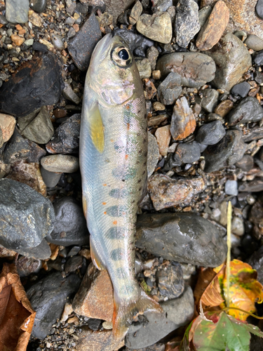 アマゴの釣果