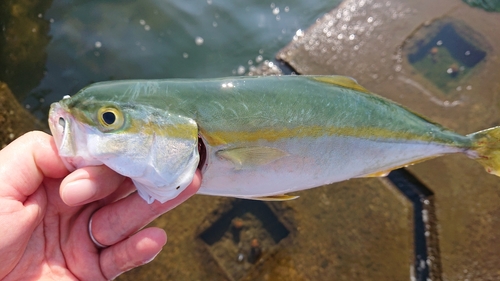 イナダの釣果